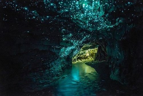 Glowworm caves near Auckland
