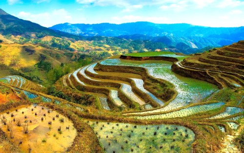 A rice terrace in the Philippines